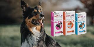 Buy Bravecto for Dogs Online – Long Lasting Flea & Tick Protection