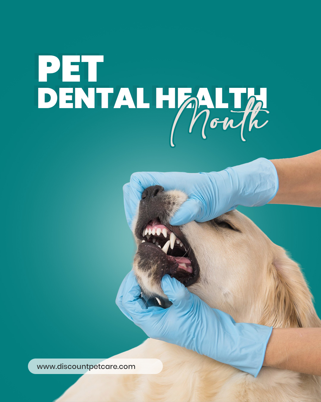 Dog Dental Care Essentials – Save 35% This Month!